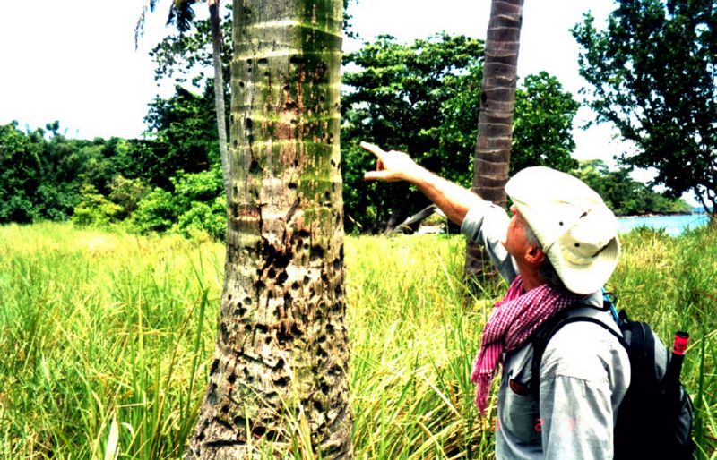 Koh Tang Viet Nam 2000 20mm Palm tree scars